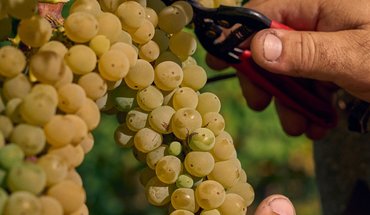 Azienda agricola Upupa