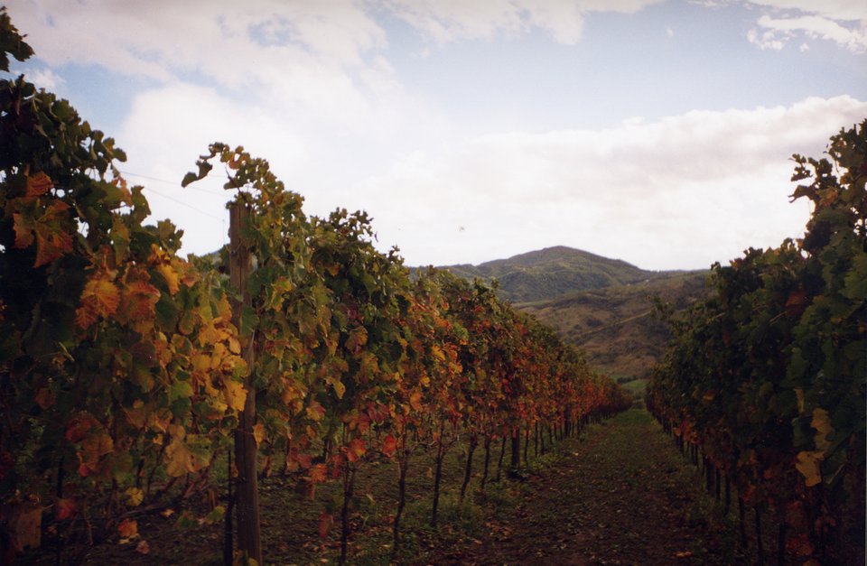 Filari di vigneti
                                 Foto di: Concorso fotografico