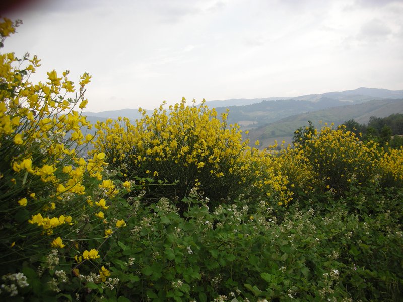 ginestre e panorama sopra Ospitale