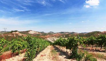 cantina colli bolognesi ca beltrami