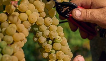Azienda agricola Upupa