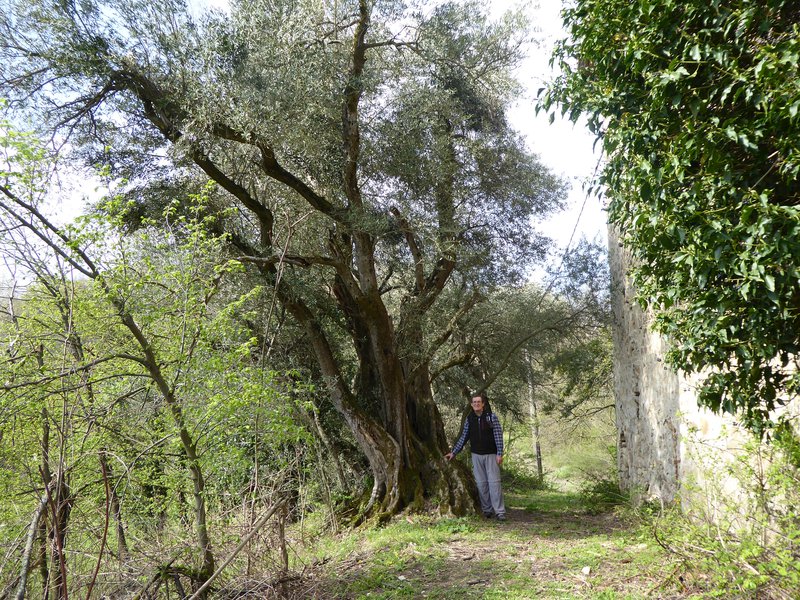 Ulivo