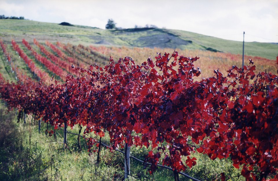 vigneti in autunno
                                 Foto di: Concorso fotografico